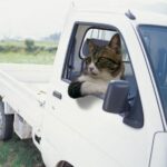 宮崎市デリヘルシルエット：派遣エリア